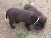 FULL AKC English teal collar, a female Labrador Retriever for sale in Bowie, TX – Photo 4 of 6