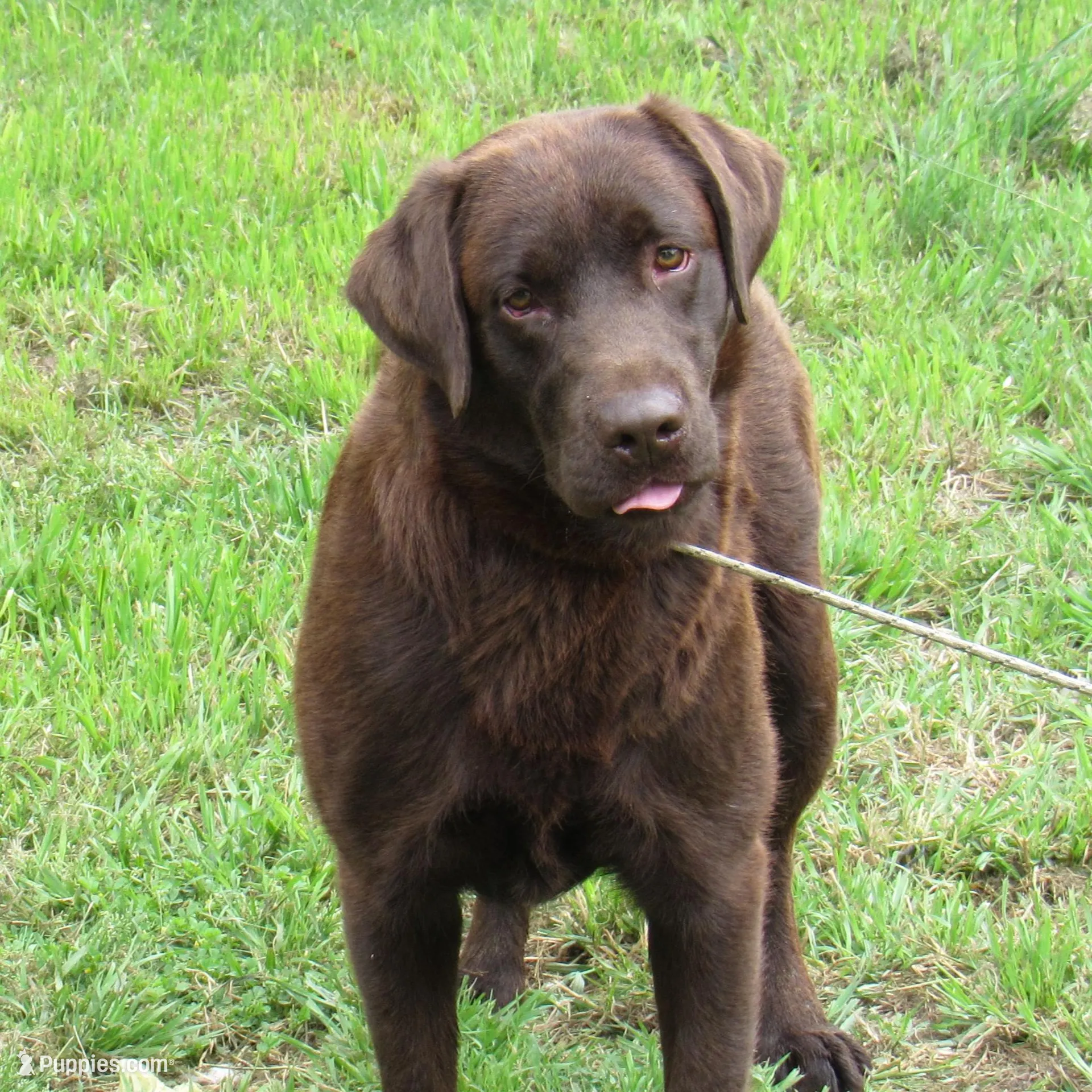 FULL AKC English teal collar, a female Labrador Retriever for sale in Bowie, TX – Photo 5 of 6