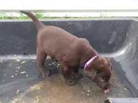 FULL AKC English purple collar, a female Labrador Retriever for sale in Bowie, TX – Photo 6 of 8