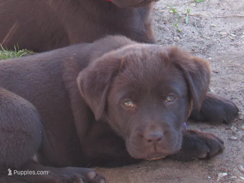 FULL AKC English purple collar – Labrador Retriever puppy for sale in Bowie, TX