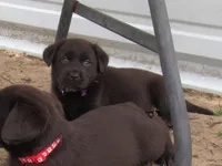 FULL AKC English purple collar, a female Labrador Retriever for sale in Bowie, TX – Photo 2 of 8