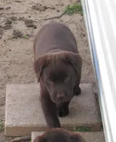 FULL AKC English purple collar, a female Labrador Retriever for sale in Bowie, TX – Photo 3 of 8