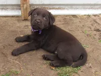 FULL AKC English purple collar, a female Labrador Retriever for sale in Bowie, TX – Photo 5 of 8