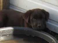 FULL AKC English purple collar, a female Labrador Retriever for sale in Bowie, TX – Photo 4 of 8