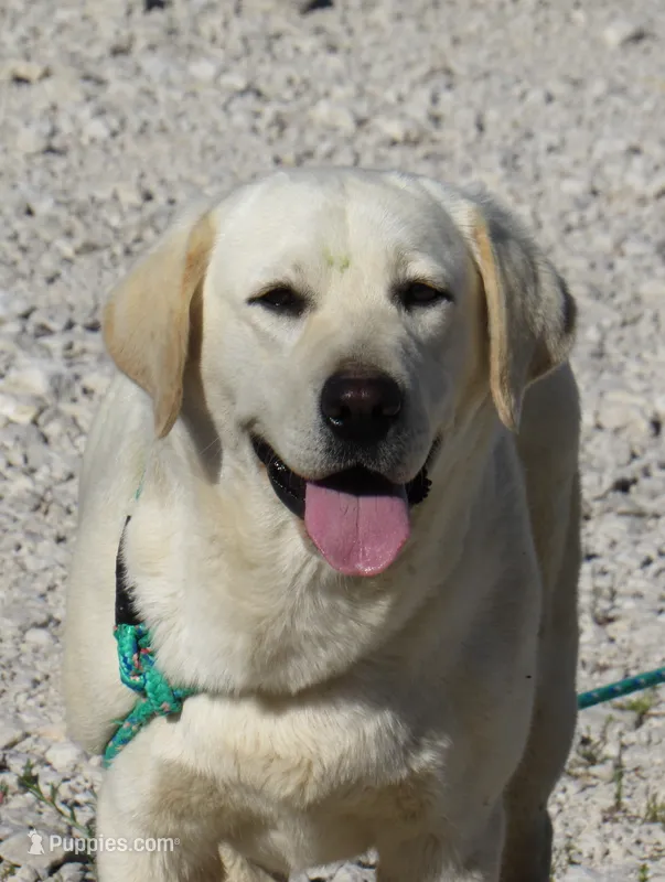 FULL AKC ENGLISH LUMEN – Labrador Retriever puppy for sale in Bowie, TX