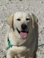 FULL AKC ENGLISH LUMEN, a female Labrador Retriever for sale in Bowie, TX – 1 of 7