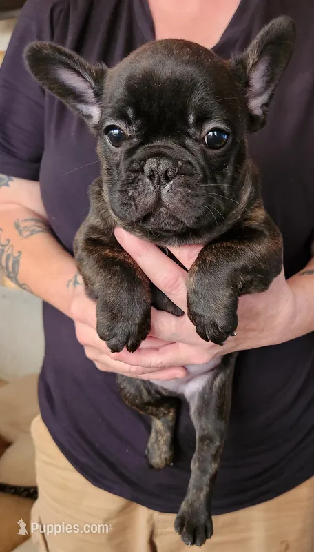 FULL AKC Pierre – French Bulldog puppy for sale in Rogersville, TN