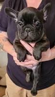 FULL AKC Pierre, a male French Bulldog for sale in Rogersville, TN – 1 of 4