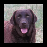 FULL AKC English white collar, a female Labrador Retriever for sale in Bowie, TX – Photo 9 of 9