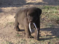 FULL AKC English white collar, a female Labrador Retriever for sale in Bowie, TX – Photo 2 of 9