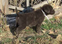 FULL AKC English white collar, a female Labrador Retriever for sale in Bowie, TX – Photo 4 of 9