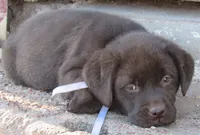 FULL AKC English white collar, a female Labrador Retriever for sale in Bowie, TX – Photo 3 of 9