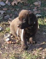 FULL AKC English white collar, a female Labrador Retriever for sale in Bowie, TX – Photo 6 of 9