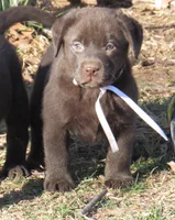 FULL AKC English white collar, a female Labrador Retriever for sale in Bowie, TX – Photo 7 of 9