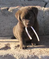 FULL AKC English white collar, a female Labrador Retriever for sale in Bowie, TX – Photo 5 of 9