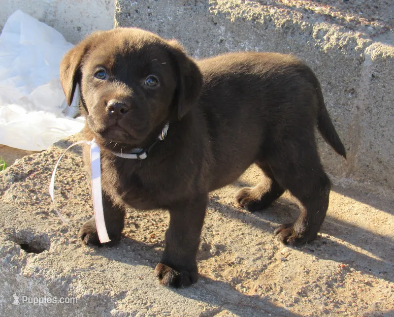 FULL AKC English white collar