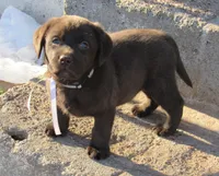 FULL AKC English white collar, a female Labrador Retriever for sale in Bowie, TX – Photo 1 of 9