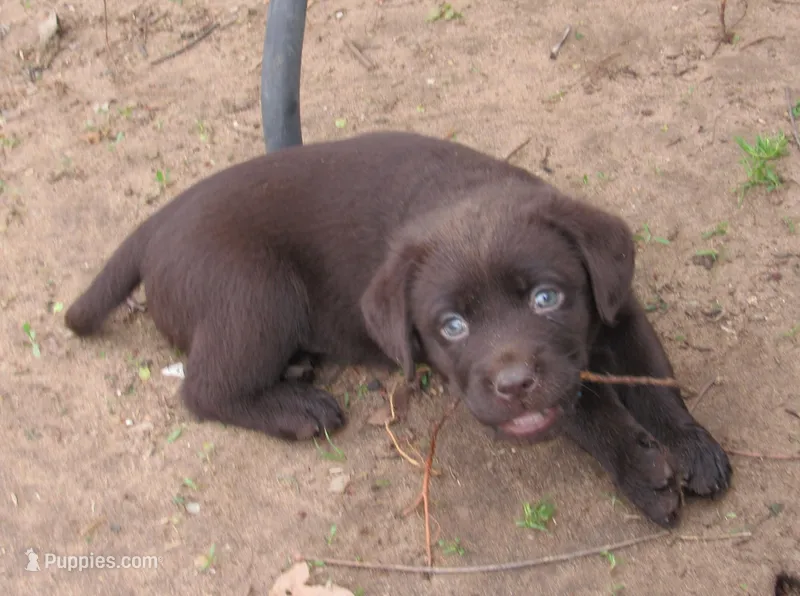 FULL AKC English yellow collar – Labrador Retriever puppy for sale in Bowie, TX
