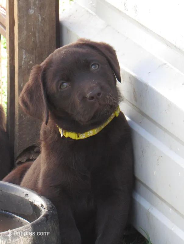 FULL AKC English yellow collar – Labrador Retriever puppy for sale in Bowie, TX