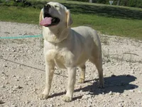 FULL AKC ENGLISH LUMEN, a female Labrador Retriever for sale in Bowie, TX – 5 of 7