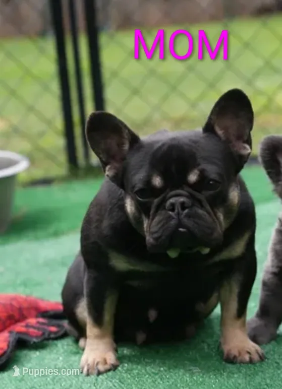FULL AKC Juliette  – French Bulldog puppy for sale in Rogersville, TN