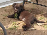 FULL AKC English purple collar, a female Labrador Retriever for sale in Bowie, TX – Photo 4 of 7