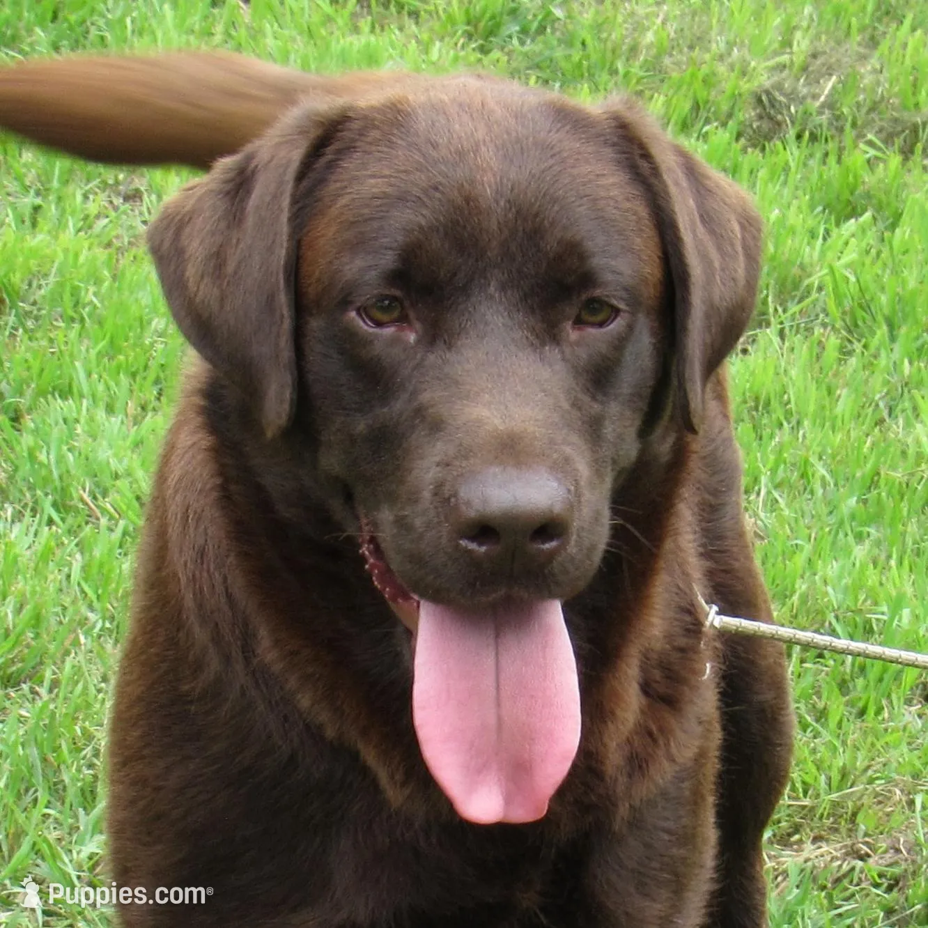 FULL AKC English purple collar, a female Labrador Retriever for sale in Bowie, TX – Photo 6 of 7