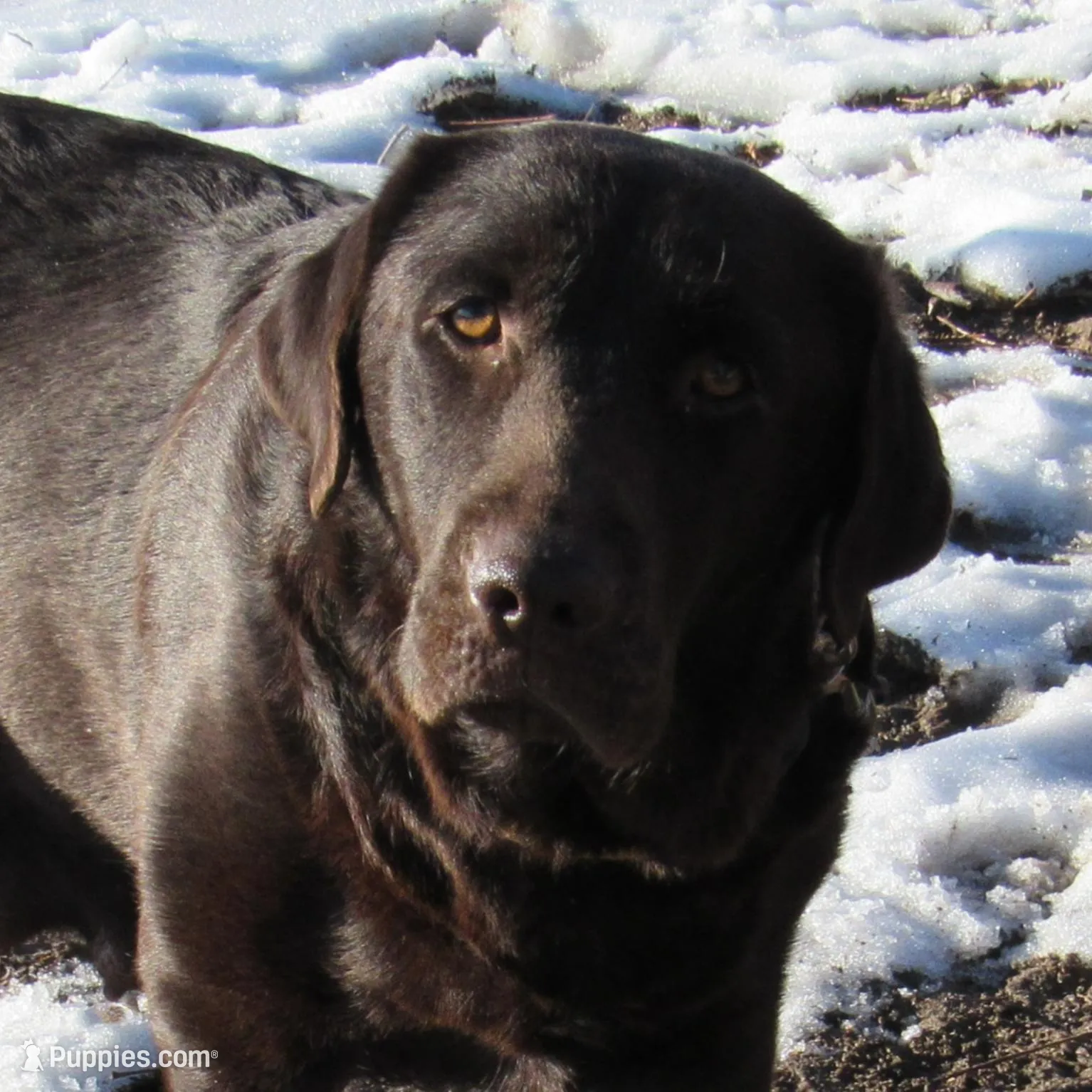 FULL AKC English purple collar, a female Labrador Retriever for sale in Bowie, TX – Photo 7 of 7