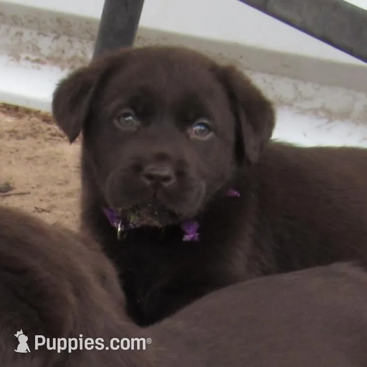 FULL AKC English purple collar – Labrador Retriever puppy for sale in Bowie, TX