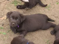 FULL AKC English purple collar, a female Labrador Retriever for sale in Bowie, TX – Photo 2 of 7