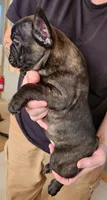 FULL AKC Pierre, a male French Bulldog for sale in Rogersville, TN – 2 of 4