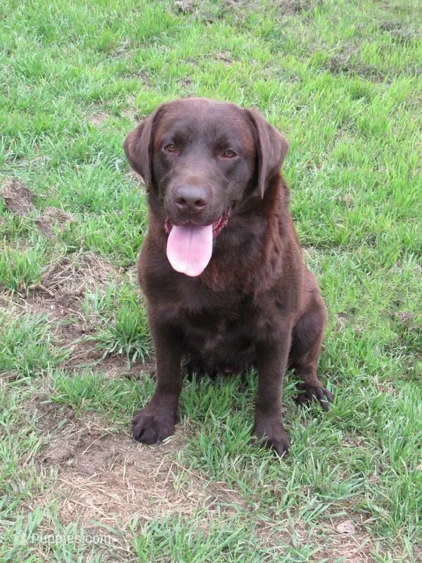 FULL AKC ENGLISH WYATT – Labrador Retriever puppy for sale in Bowie, TX