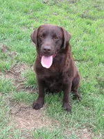 FULL AKC ENGLISH WYATT, a male Labrador Retriever for sale in Bowie, TX – 1 of 9