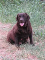 MINDY-RETIRED, a female Labrador Retriever for sale in Bowie, TX – Photo 2 of 4