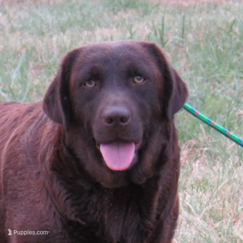 MINDY-RETIRED – Labrador Retriever puppy for sale in Bowie, TX