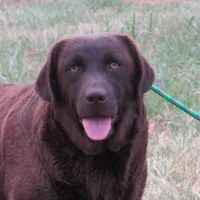 MINDY-RETIRED, a female Labrador Retriever for sale in Bowie, TX – Photo 1 of 4