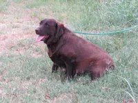 MINDY-RETIRED, a female Labrador Retriever for sale in Bowie, TX – Photo 4 of 4