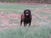 MINDY-RETIRED, a female Labrador Retriever for sale in Bowie, TX – Photo 3 of 4