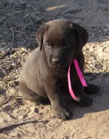 FULL AKC English pink collar, a female Labrador Retriever for sale in Bowie, TX – Photo 2 of 9