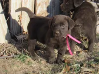 FULL AKC English pink collar, a female Labrador Retriever for sale in Bowie, TX – Photo 3 of 9