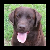 FULL AKC English pink collar, a female Labrador Retriever for sale in Bowie, TX – Photo 5 of 9