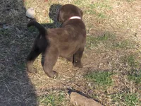 FULL AKC English pink collar, a female Labrador Retriever for sale in Bowie, TX – Photo 9 of 9