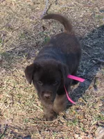 FULL AKC English pink collar, a female Labrador Retriever for sale in Bowie, TX – Photo 8 of 9