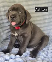 Ashton PENDING PICKUP AUGUST 6, a male Cane Corso for sale in Mineral Wells, WV – 5 of 10
