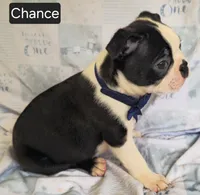 Chance, a male Boston Terrier for sale in Mineral Wells, WV – 4 of 10