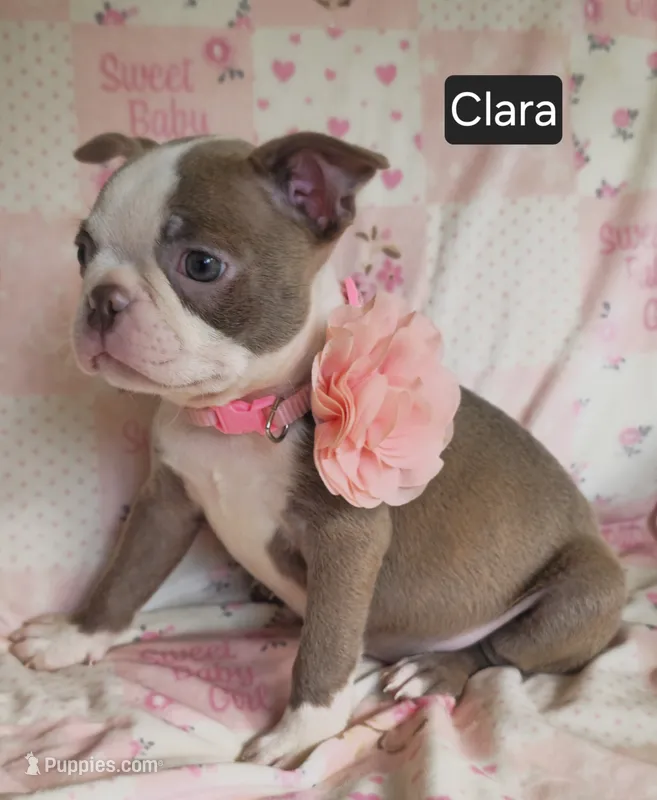 Clara – Boston Terrier puppy for sale in Mineral Wells, WV
