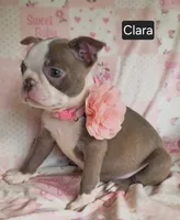 Clara, a female Boston Terrier for sale in Mineral Wells, WV – 1 of 10