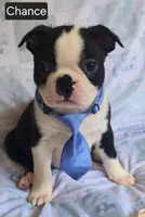 Chance, a male Boston Terrier for sale in Mineral Wells, WV – 3 of 10