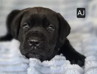 AJ, a male Cane Corso for sale in Mineral Wells, WV – 2 of 6