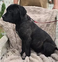 Cooper, a male Cane Corso for sale in Mineral Wells, WV – Photo 2 of 2